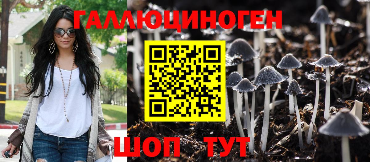 Галлюциногенные грибы Psilocybe Ставрополь